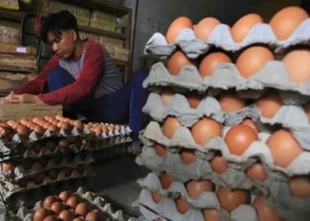 Harga Pangan Minggu Ini Fluktuatif, Telur Ayam Ras Turun Jadi Rp29.650 per Kg