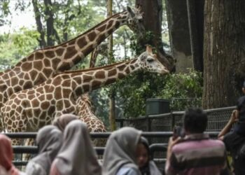 Penjaga Satwa di Ragunan Berikan Edukasi Menyambut Nataru