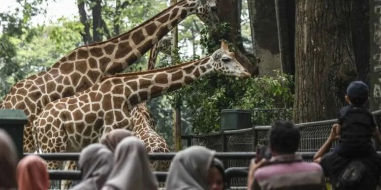 Penjaga Satwa di Ragunan Berikan Edukasi Menyambut Nataru