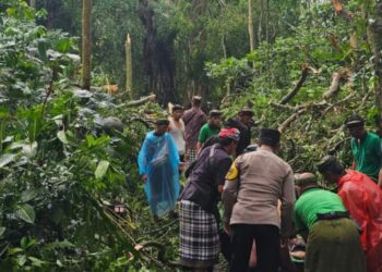 Dua WNA Tewas Akibat Pohon Tumbang di Ubud, Bali