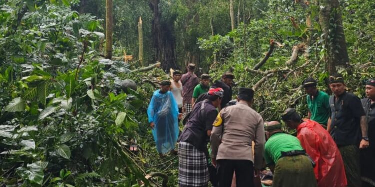 Dua WNA Tewas Akibat Pohon Tumbang di Ubud, Bali