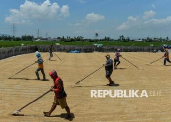 Harga Gabah Rendah: Instruksi Wamentan untuk Petani