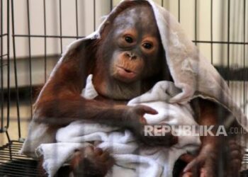 Kemenhut Gagalkan Penyelundupan 94 Satwa Langka Dilindungi