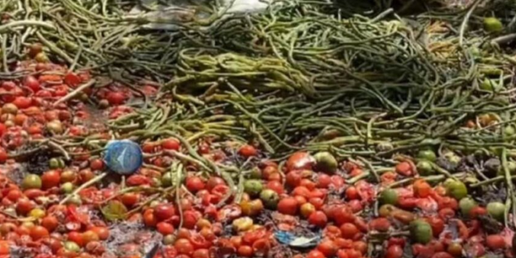 Harga Sayur Merosot, Petani di Bengkulu Buang Hasil Panen sebagai Bentuk Protes