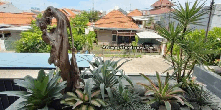 Cara Merawat Rumput Taman agar Tetap Hijau Sepanjang Tahun